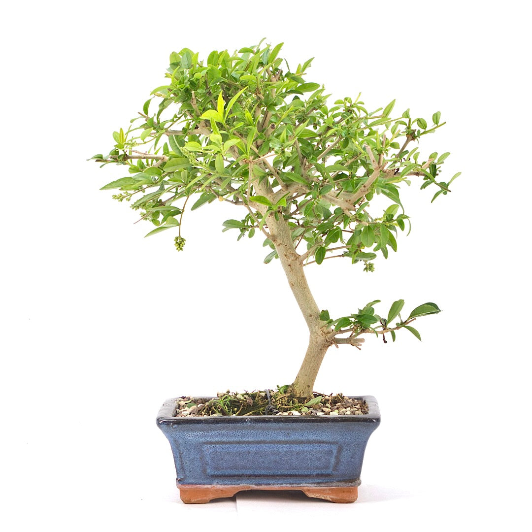 Gewöhnlichen Liguster ‚Ligustrum vulgare‘